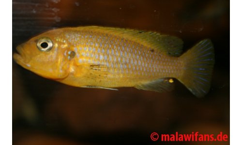 Pseudotropheus Lime Nkhomo